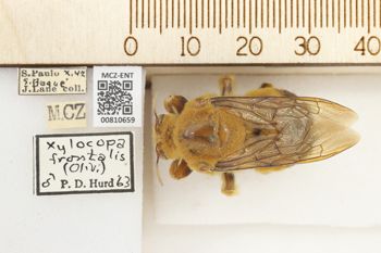 Media type: image;   Entomology 810659 Aspect: labels